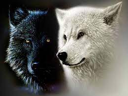 Il lupo buono e il lupo cattivo che esistono nel nostro essere, nell’universo interiore di ognuno di noi (III)