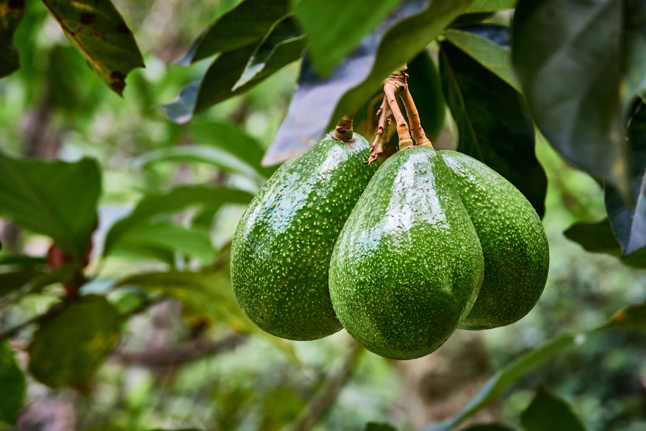 Pianta di avocado – una fonte di principi attivi che apportano numerosi benefici per la salute